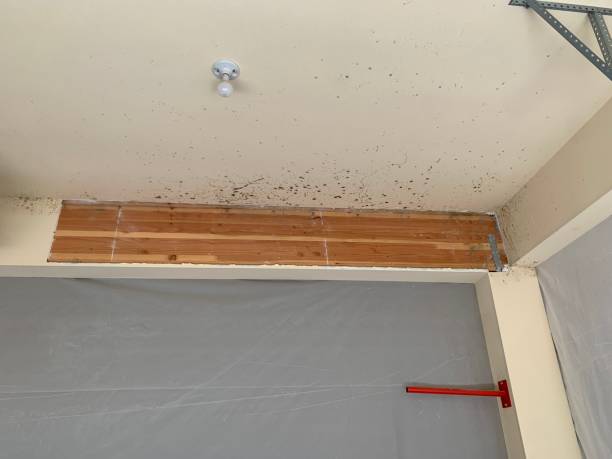 Mold Odor Removal Services in Bridgeport, NE